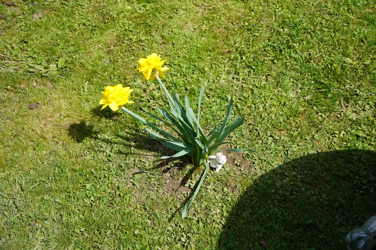 Eine Blume im Rasen.